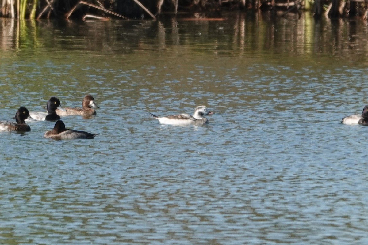 Long-tailed Duck - ML646837404