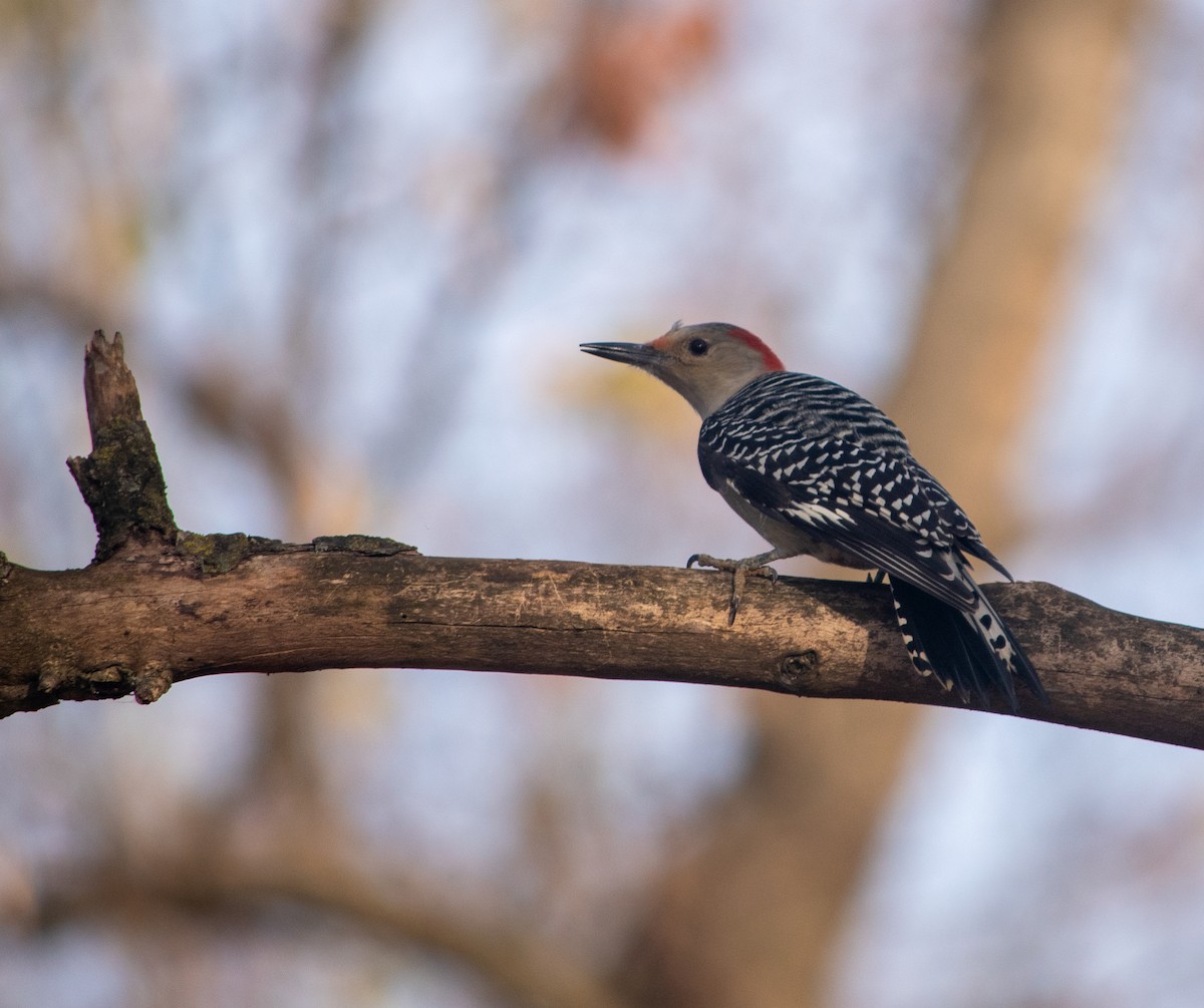 Red-bellied Woodpecker - ML646837405