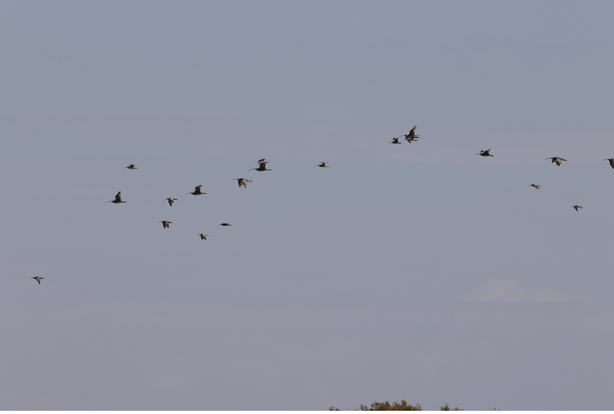 Eurasian Whimbrel - ML646837406