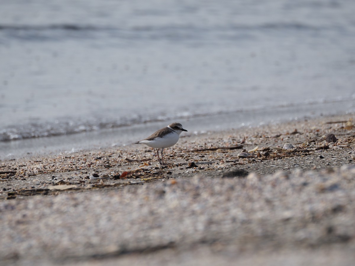 Пісочник морський - ML646837407