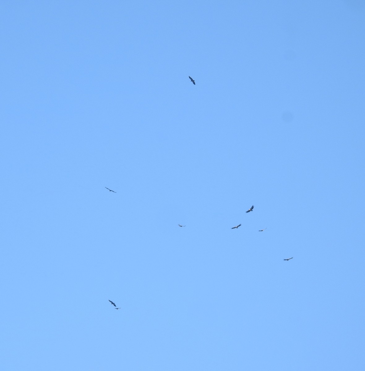 Vautour de l'Himalaya - ML646837408