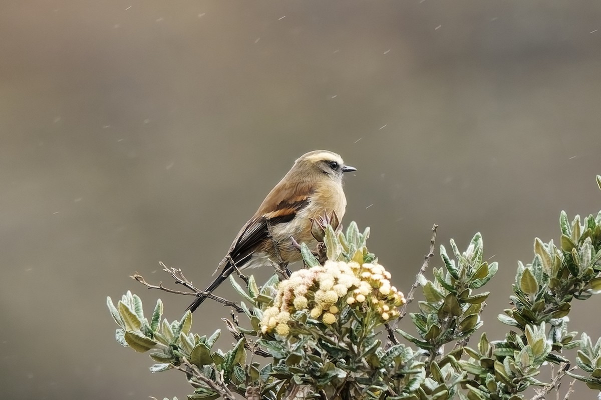 Brown-backed Chat-Tyrant - ML646837409