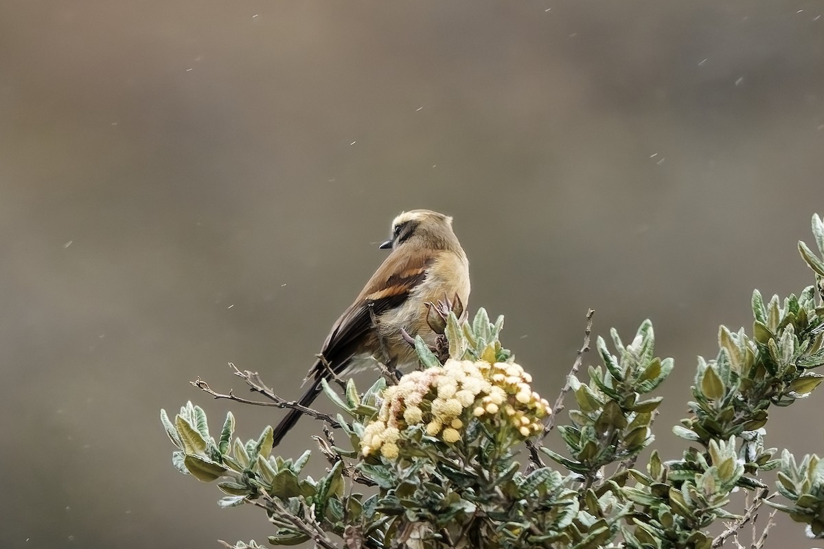 Brown-backed Chat-Tyrant - ML646837410