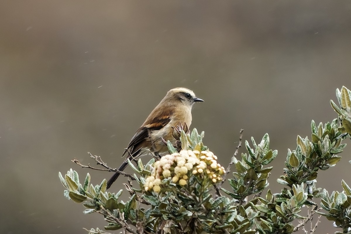 Brown-backed Chat-Tyrant - ML646837411