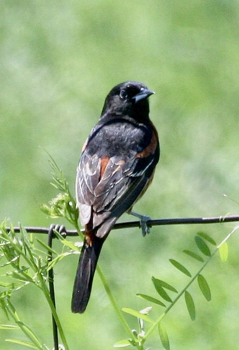 Orchard Oriole - ML646837412