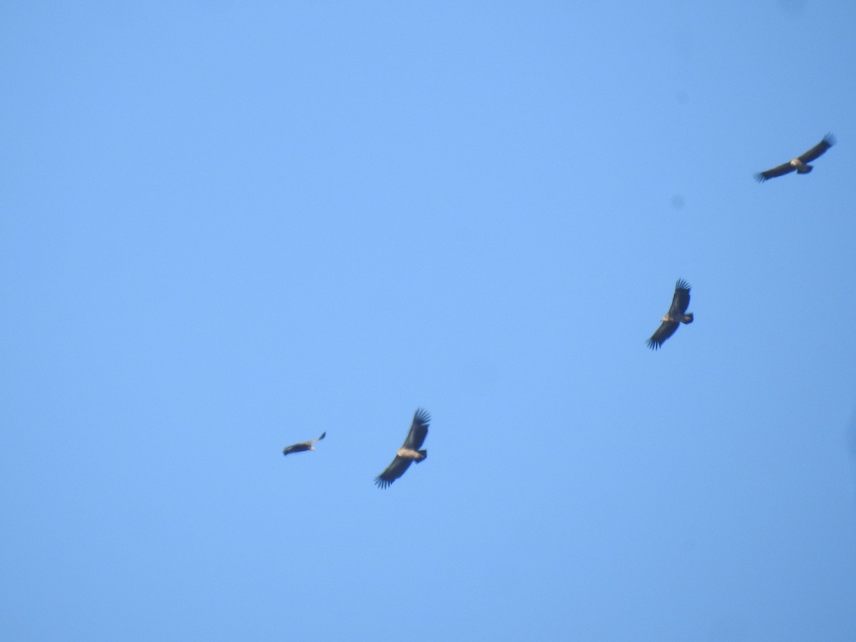 Vautour de l'Himalaya - ML646837413