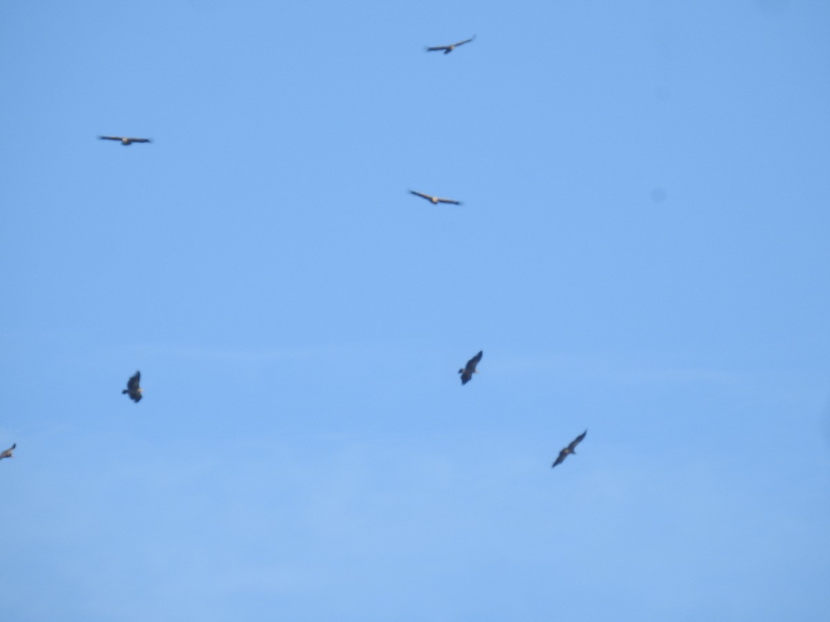 Vautour de l'Himalaya - ML646837415