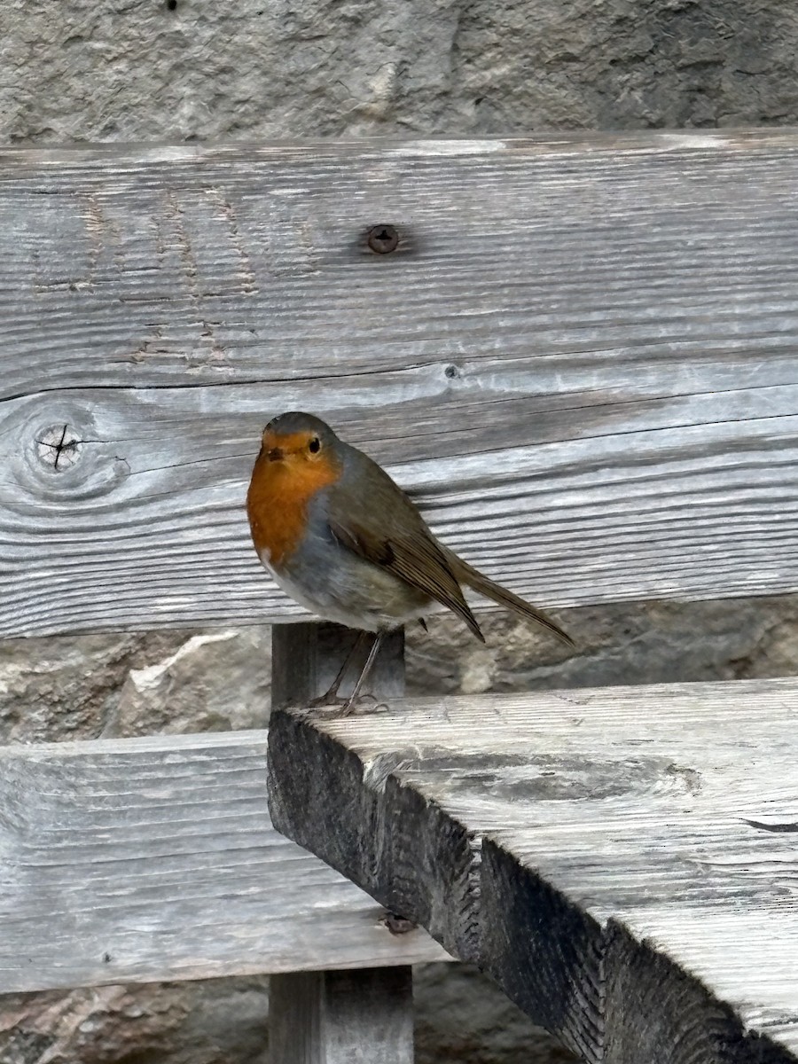 European Robin - ML646837418