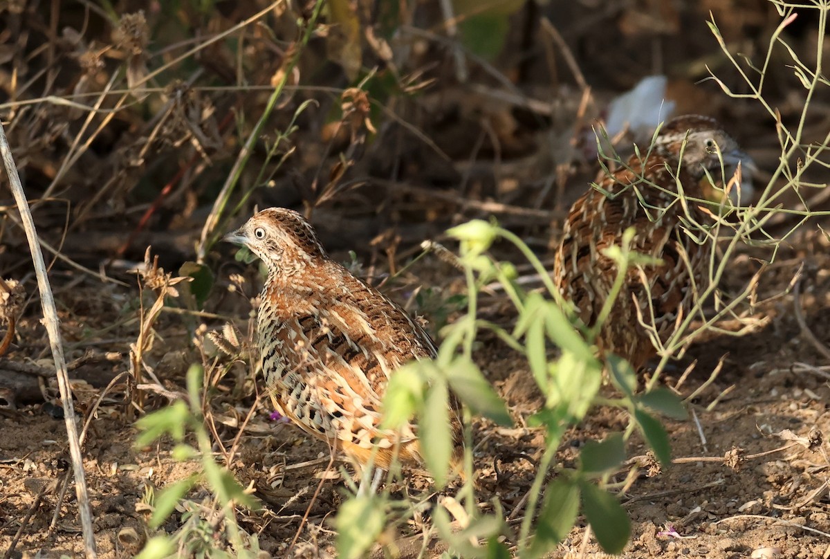Torillo Batallador - ML646837422