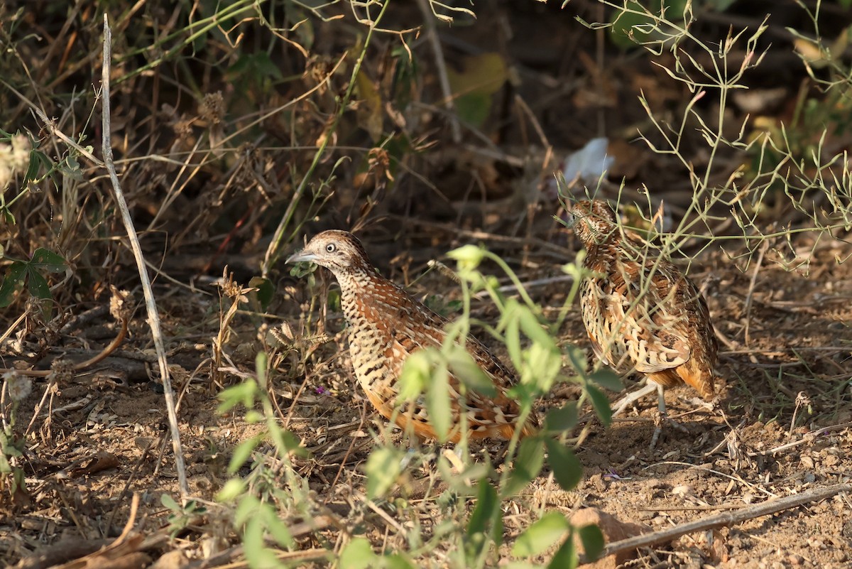 Torillo Batallador - ML646837424