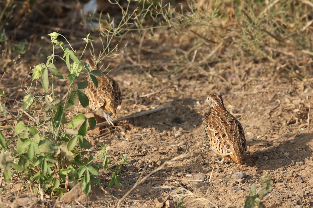 Torillo Batallador - ML646837426