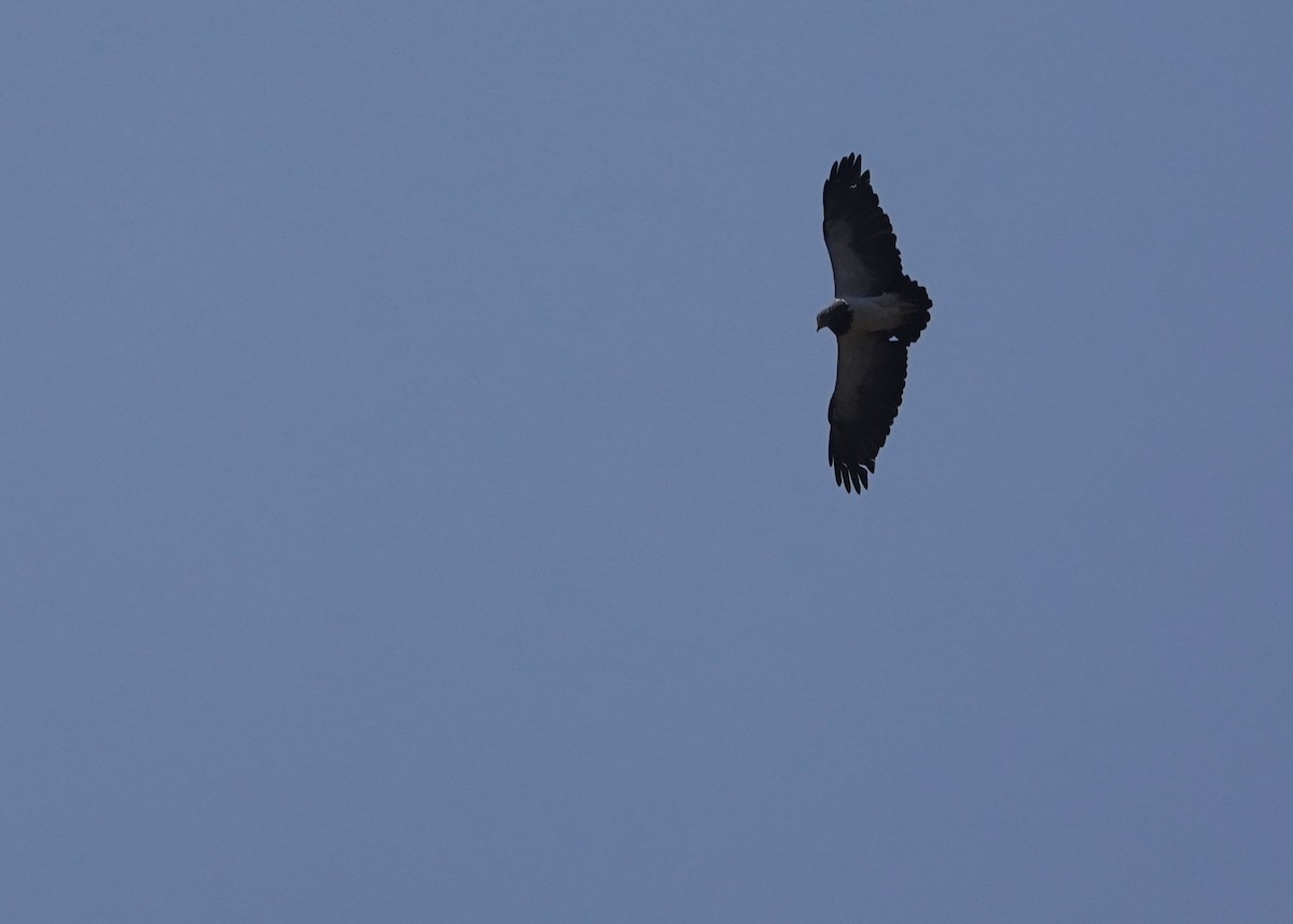 Black-chested Buzzard-Eagle - ML646837427