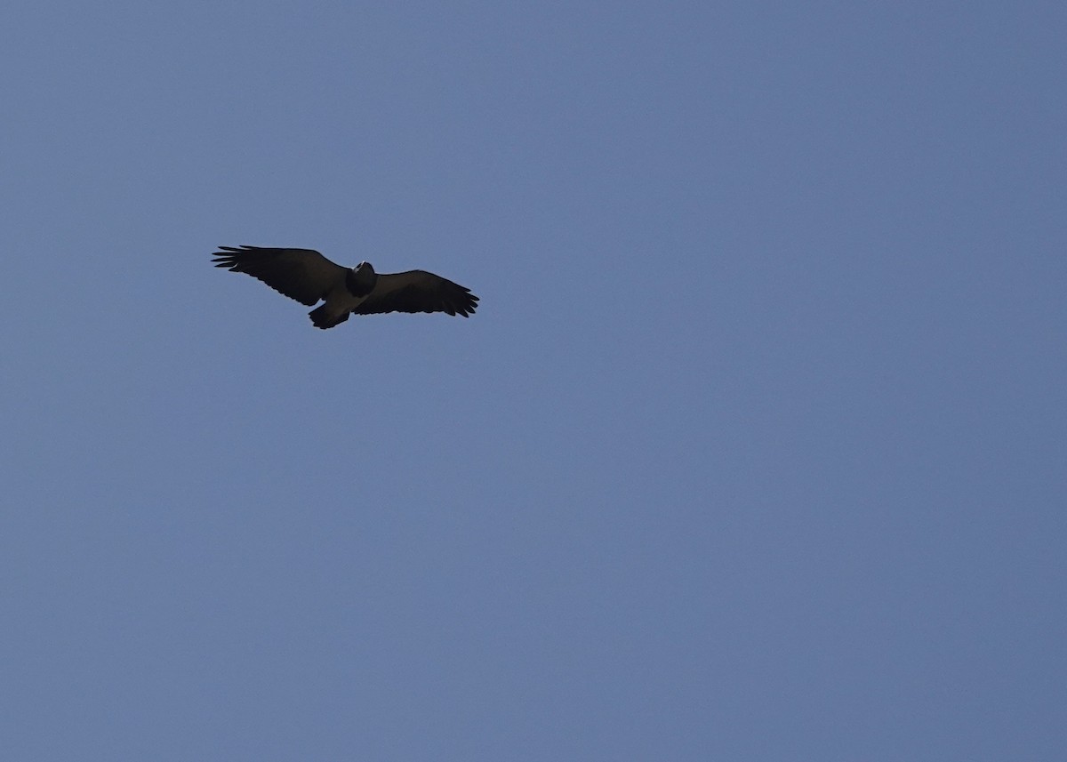 Black-chested Buzzard-Eagle - ML646837428