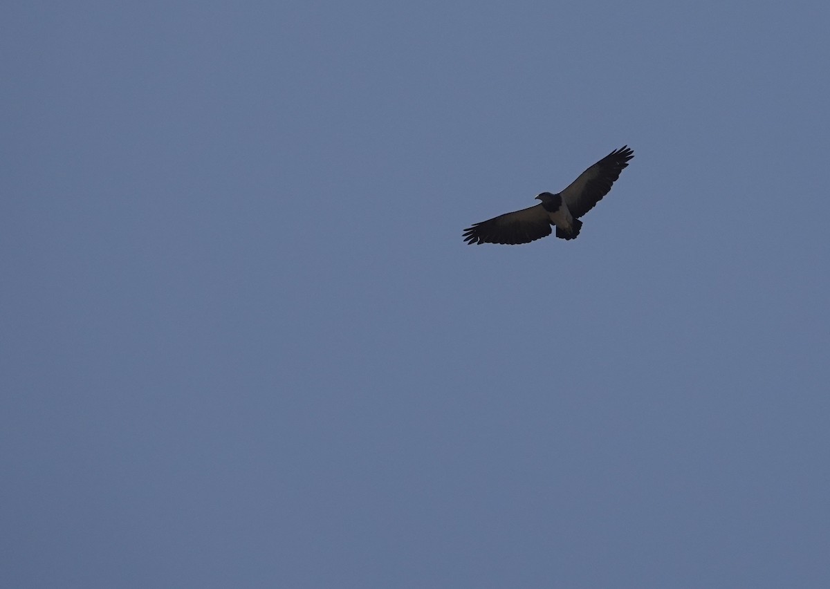 Black-chested Buzzard-Eagle - ML646837429