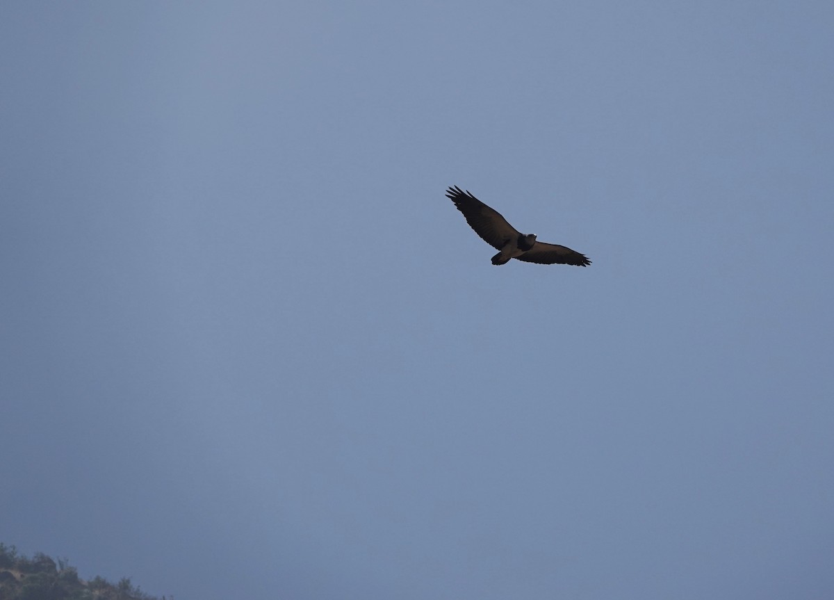 Black-chested Buzzard-Eagle - ML646837430