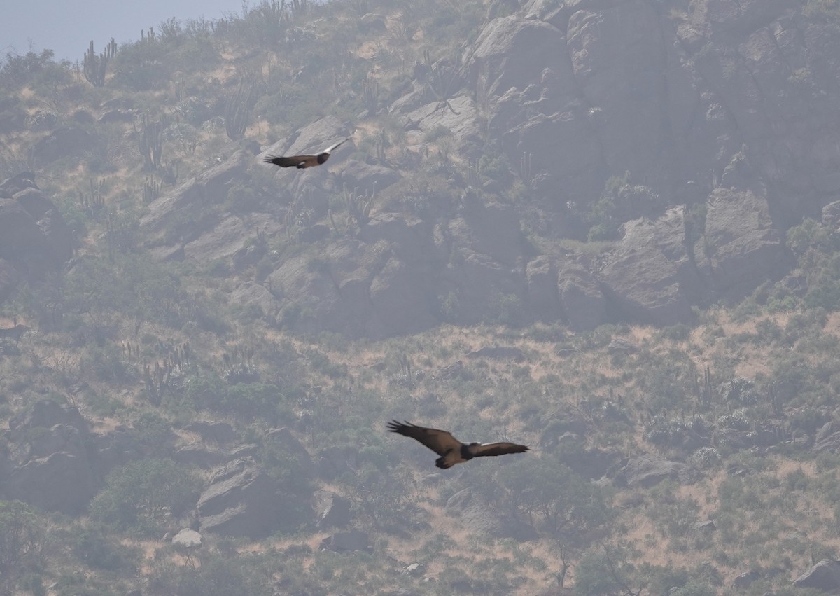 Black-chested Buzzard-Eagle - ML646837431