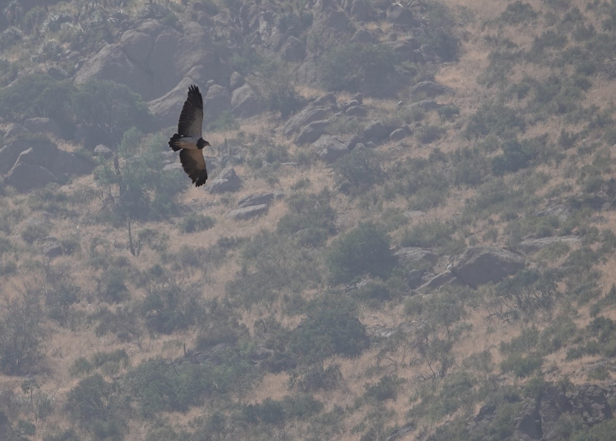 Black-chested Buzzard-Eagle - ML646837432