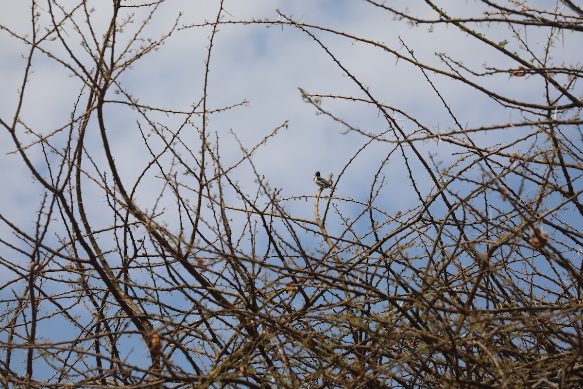 Spot-flanked Barbet - ML646837433