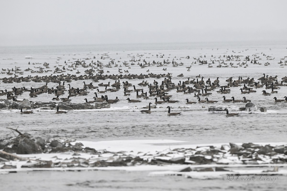 ברנטה קנדית - ML646837434