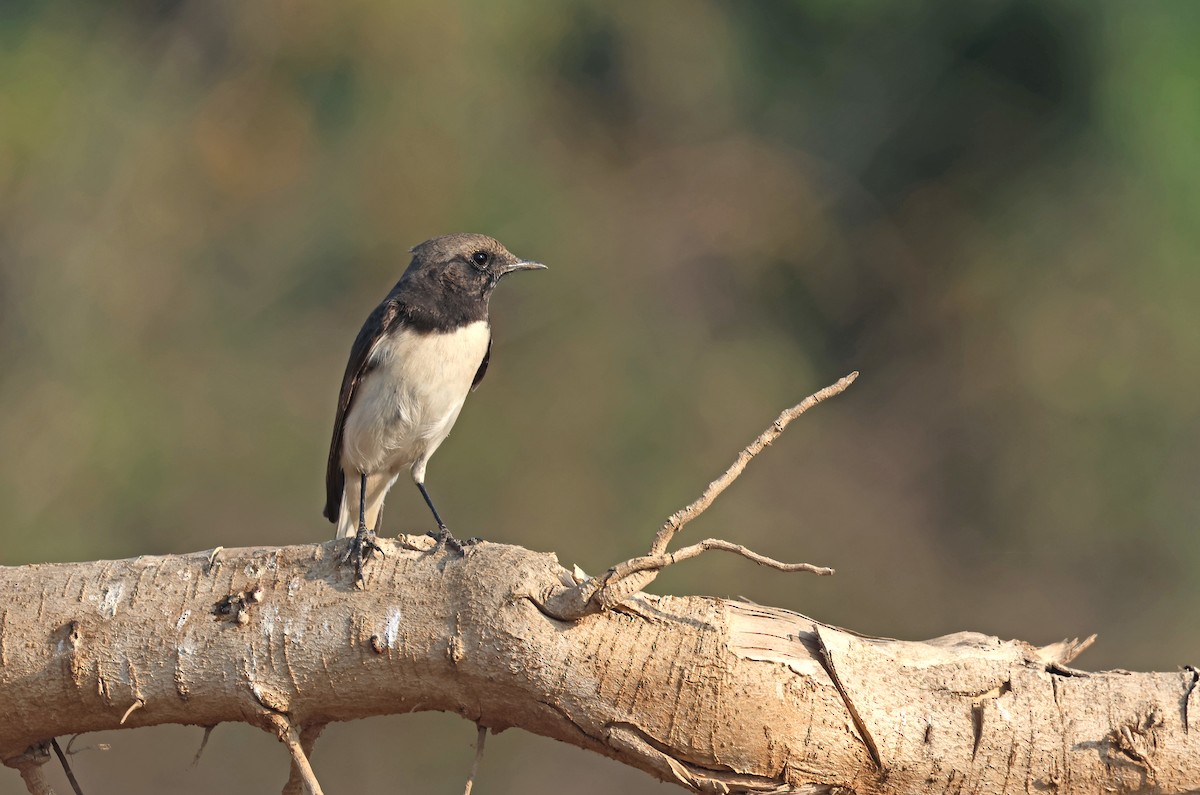 Collalba Variable (Blanquinegra) - ML646837435