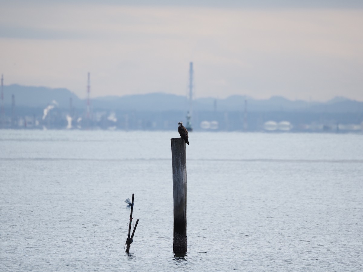 Скопа західна - ML646837437