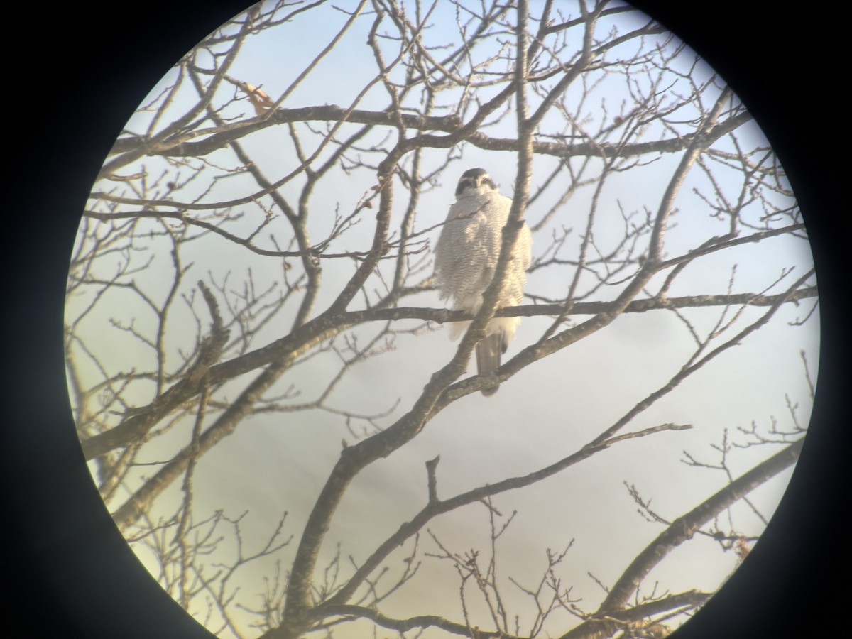American Goshawk - ML646837439