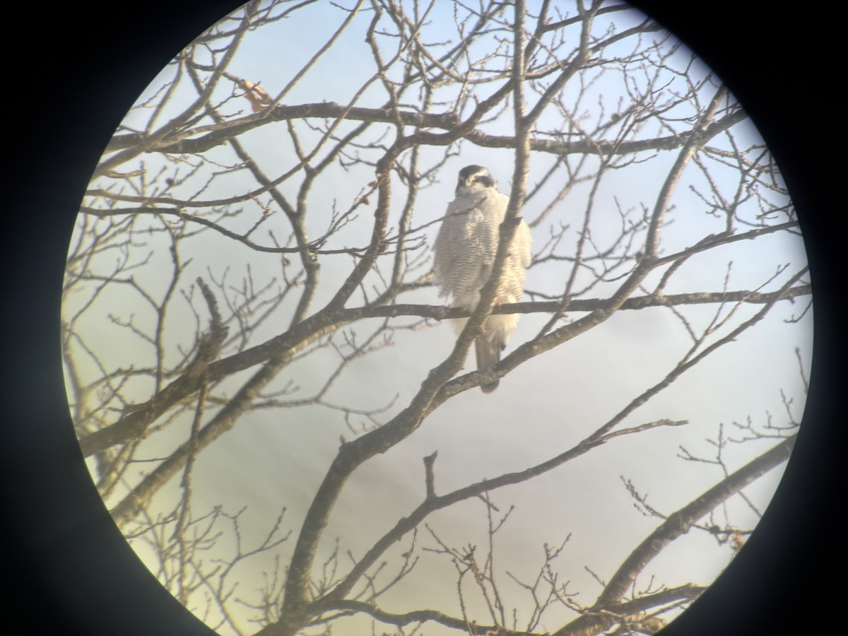 American Goshawk - ML646837440