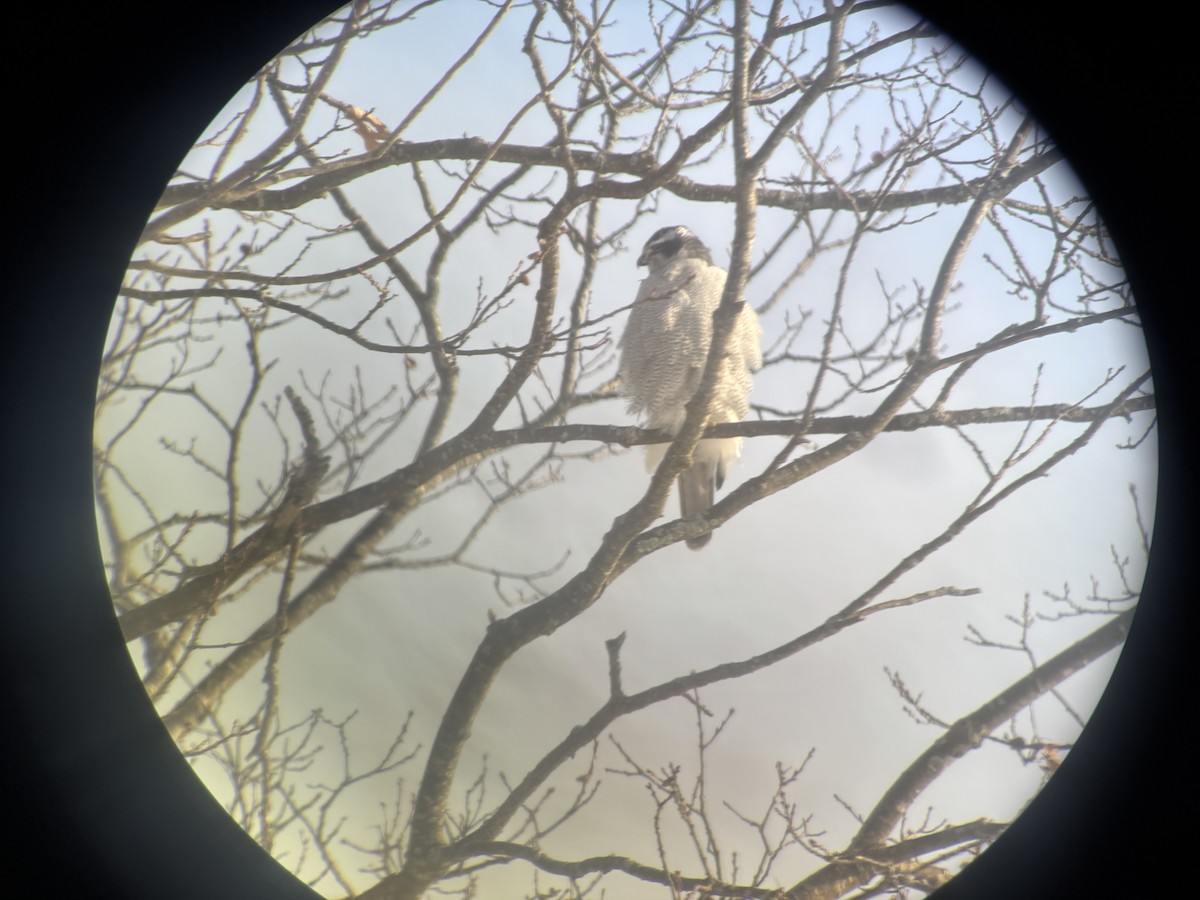 American Goshawk - ML646837441