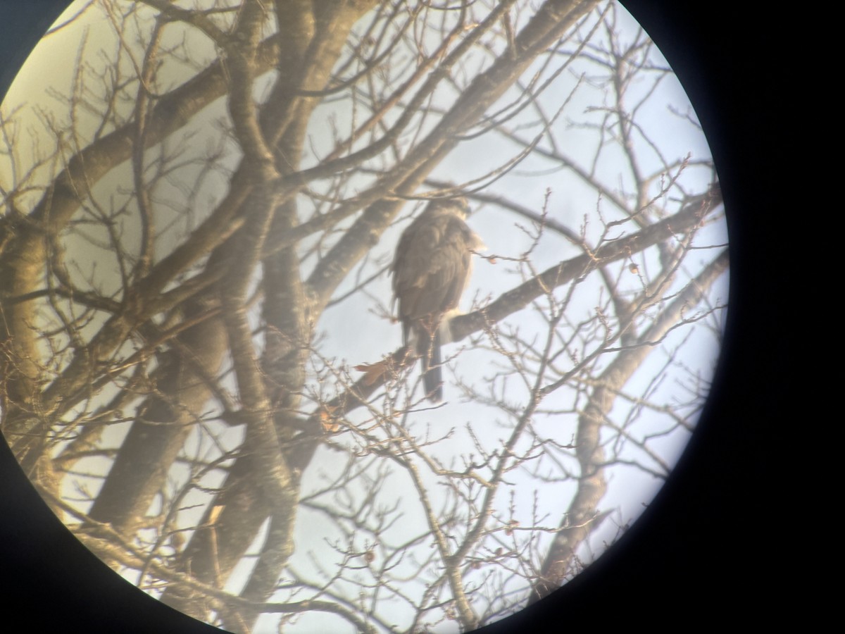 American Goshawk - ML646837442