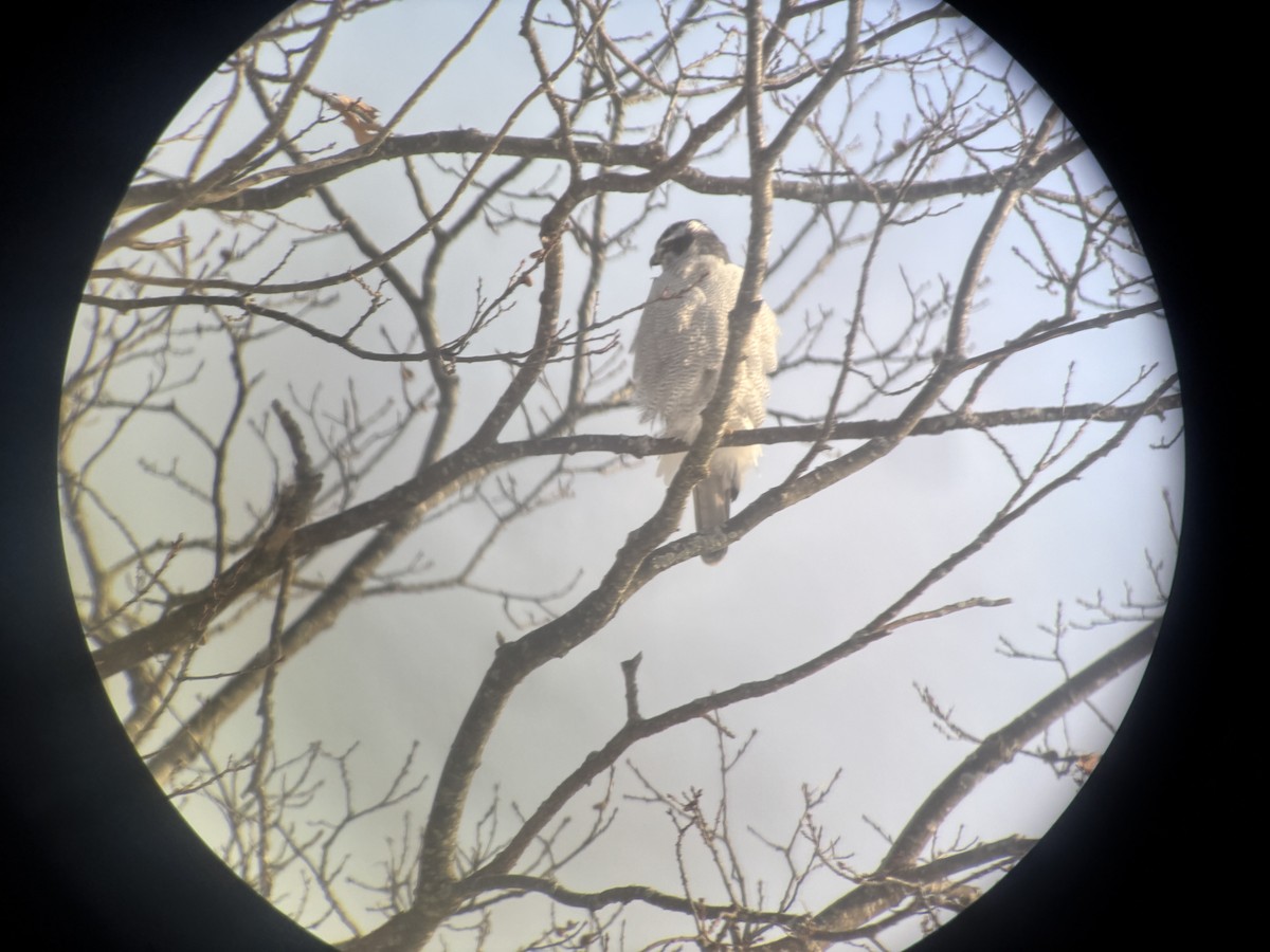 American Goshawk - ML646837443