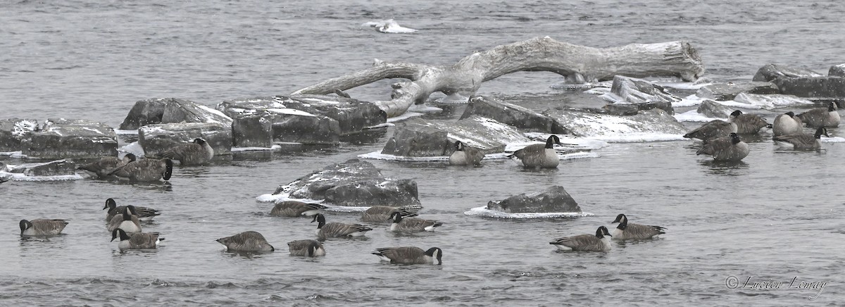 ברנטה קנדית - ML646837447