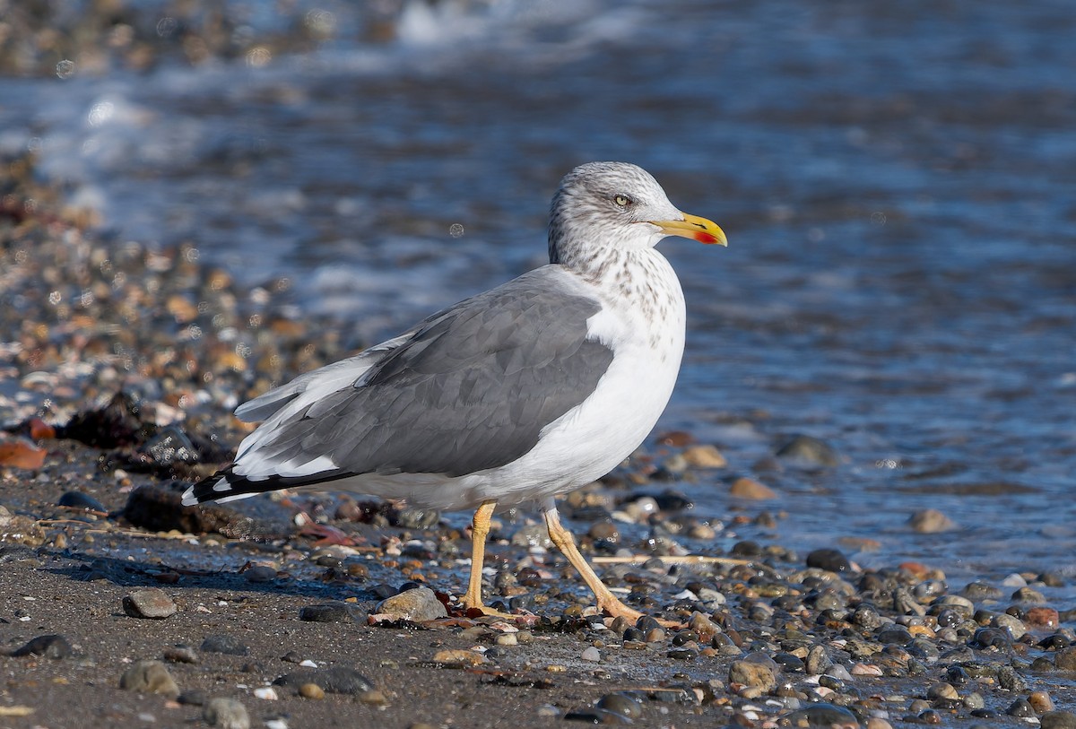 שחף שחור - ML646837448