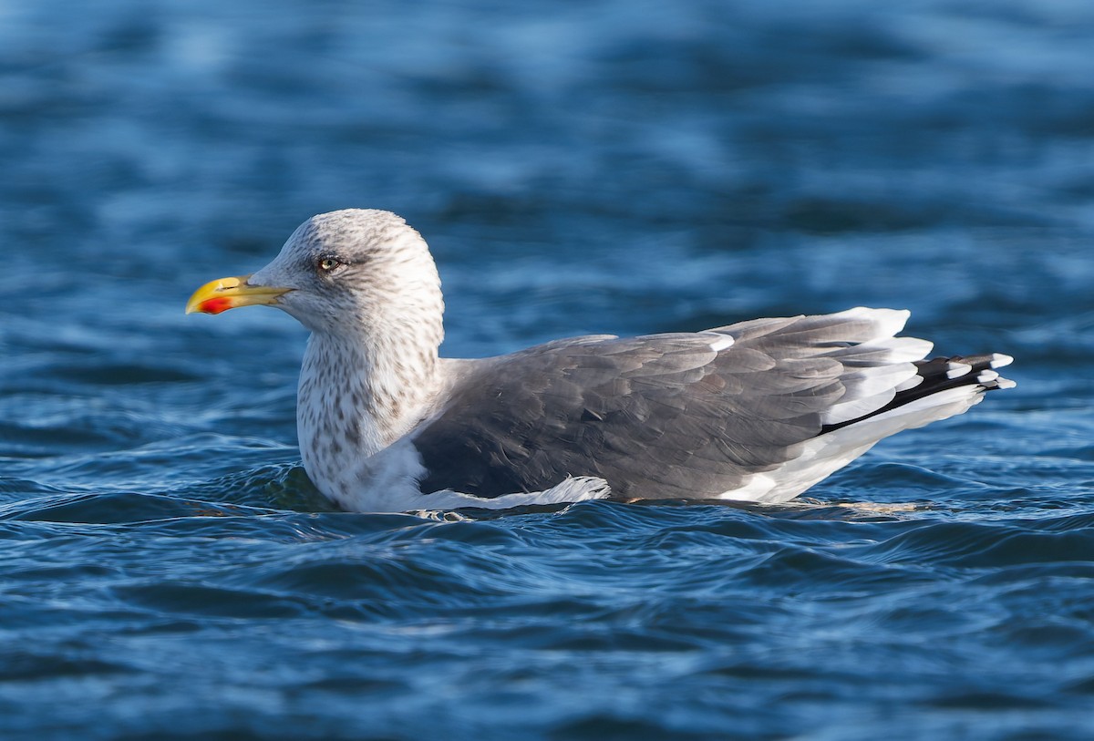 שחף שחור - ML646837449
