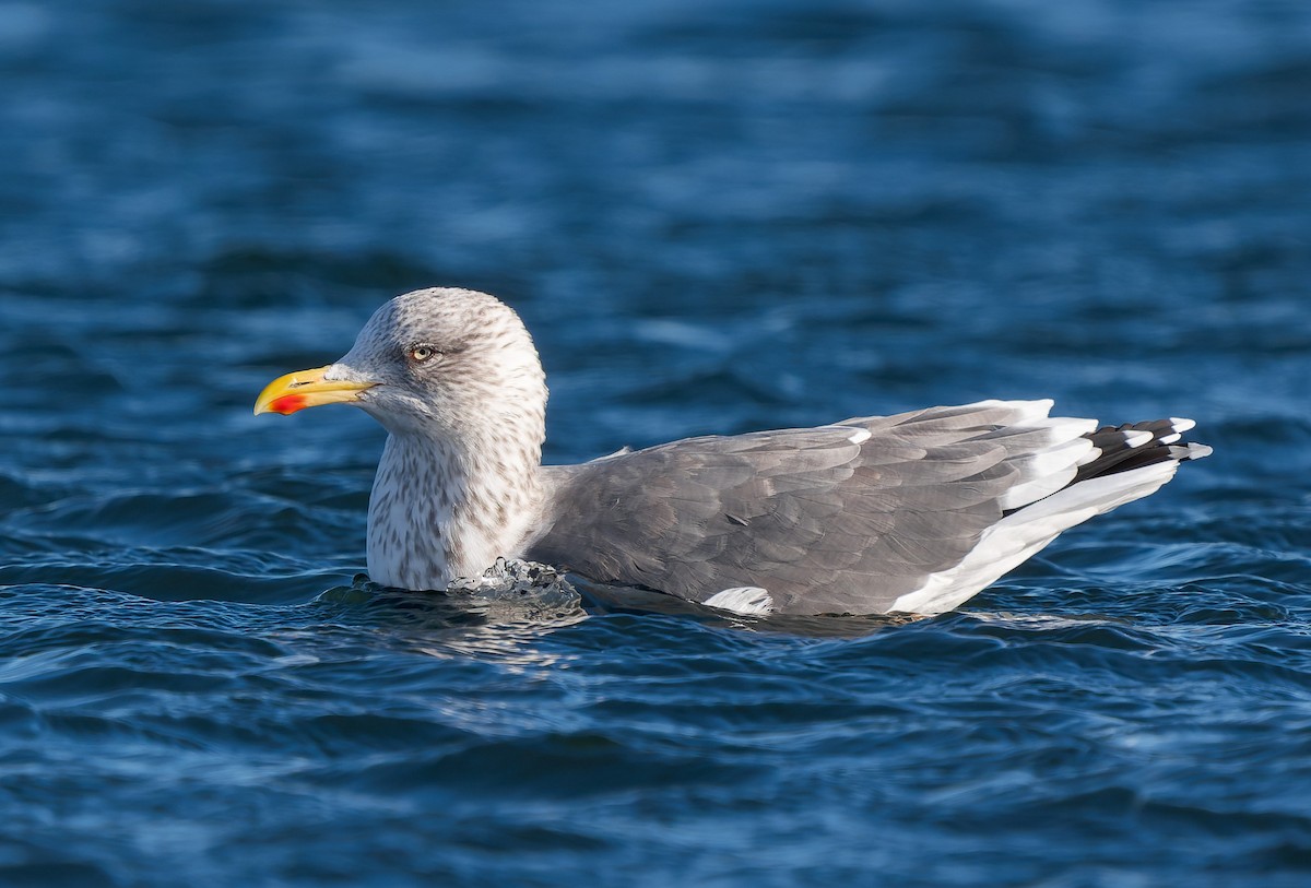 שחף שחור - ML646837450