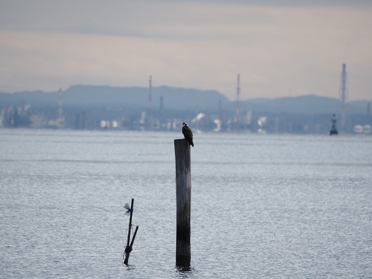 Скопа західна - ML646837451