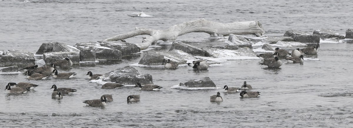 ברנטה קנדית - ML646837452