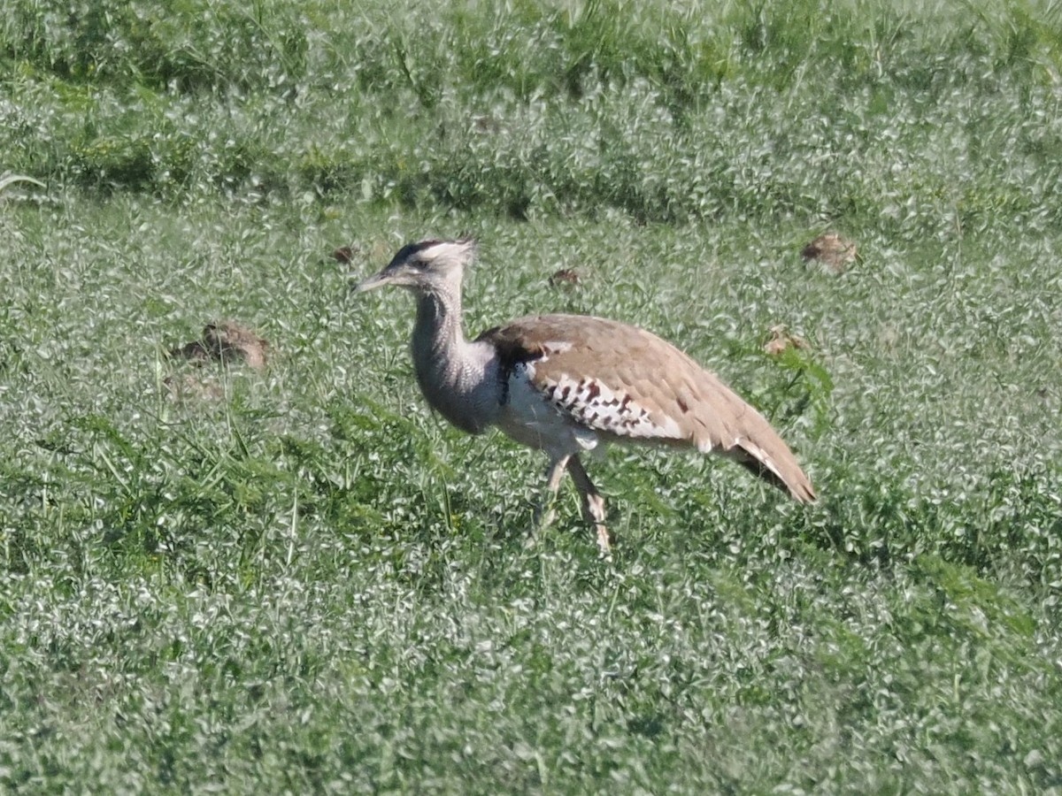 Kori Bustard - ML646837457