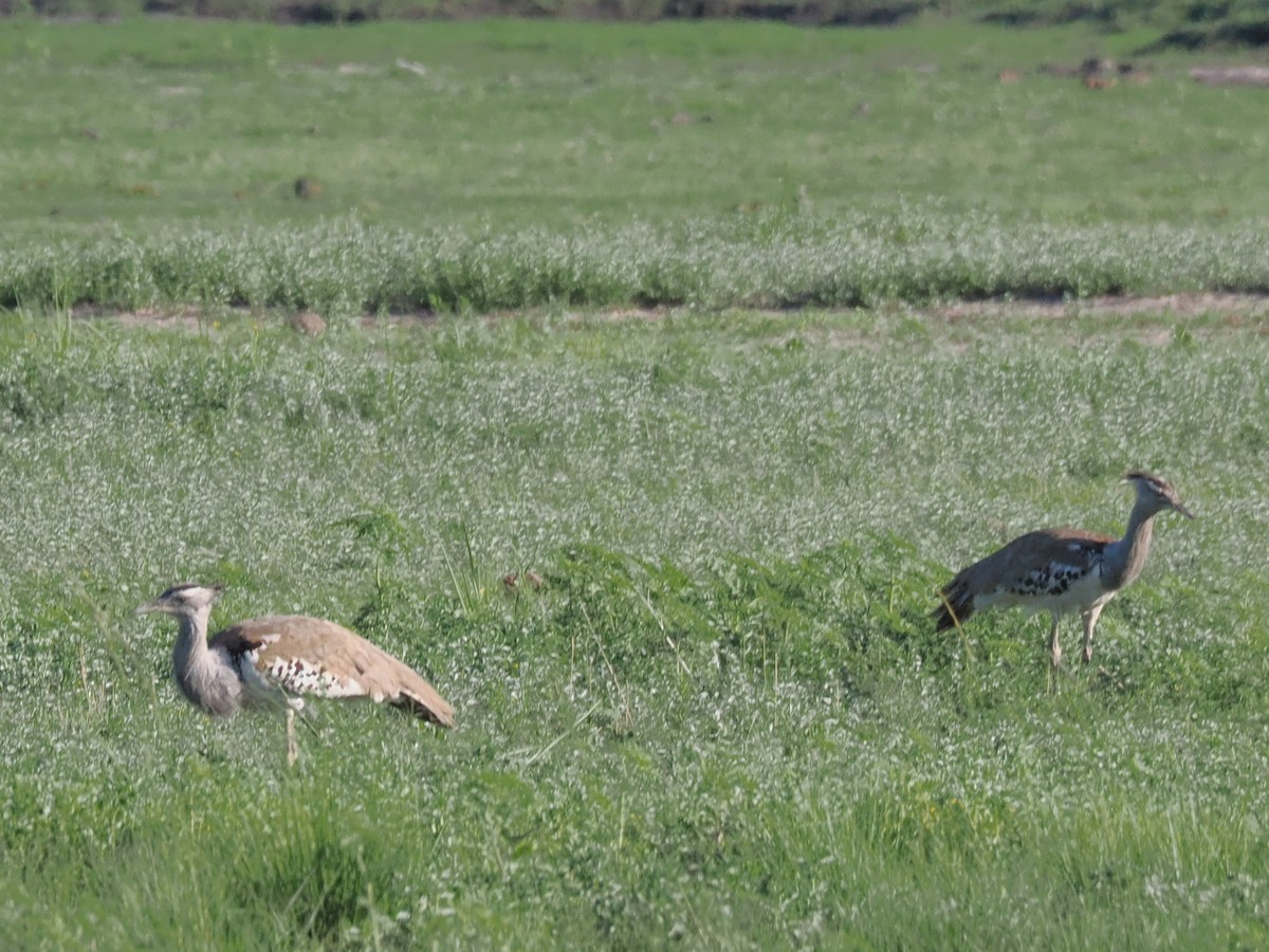 Kori Bustard - ML646837458