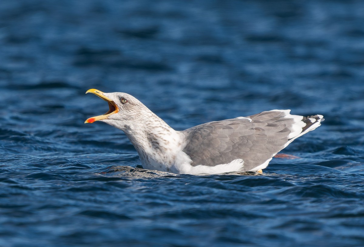 שחף שחור - ML646837459