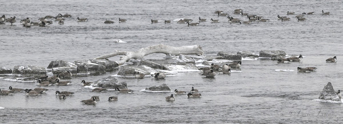 ברנטה קנדית - ML646837460