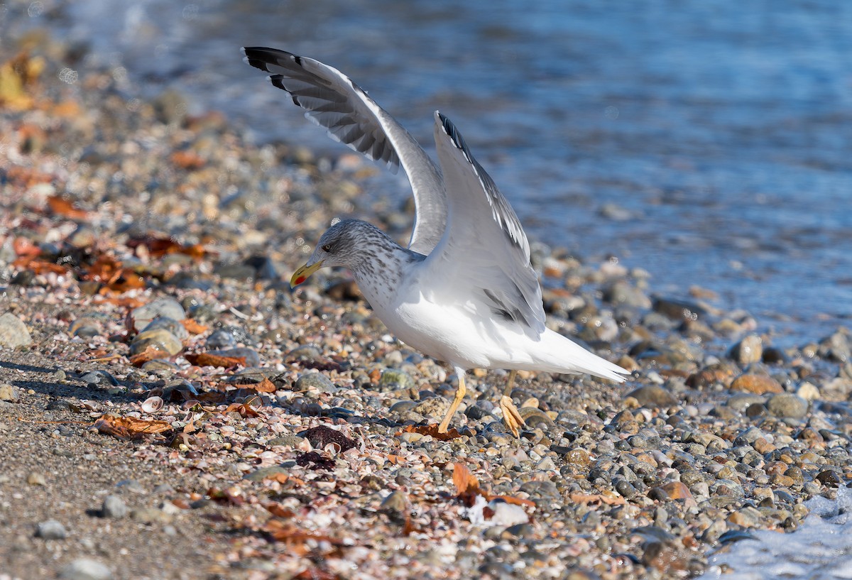 שחף שחור - ML646837461