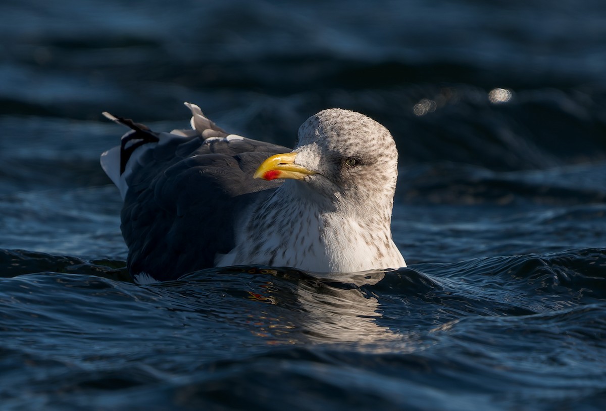 שחף שחור - ML646837462