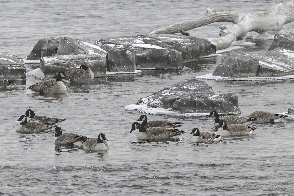 ברנטה קנדית - ML646837465