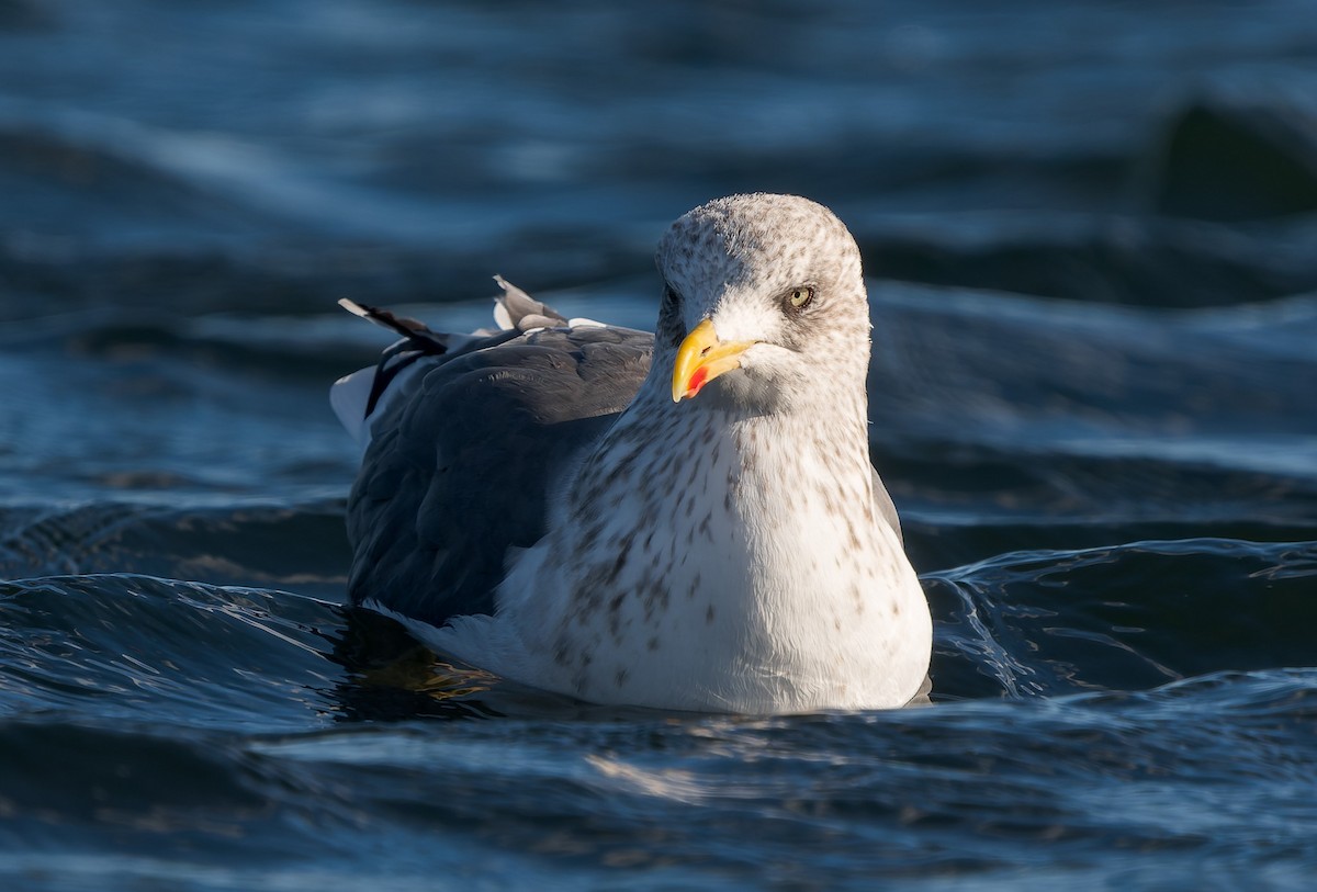 שחף שחור - ML646837466