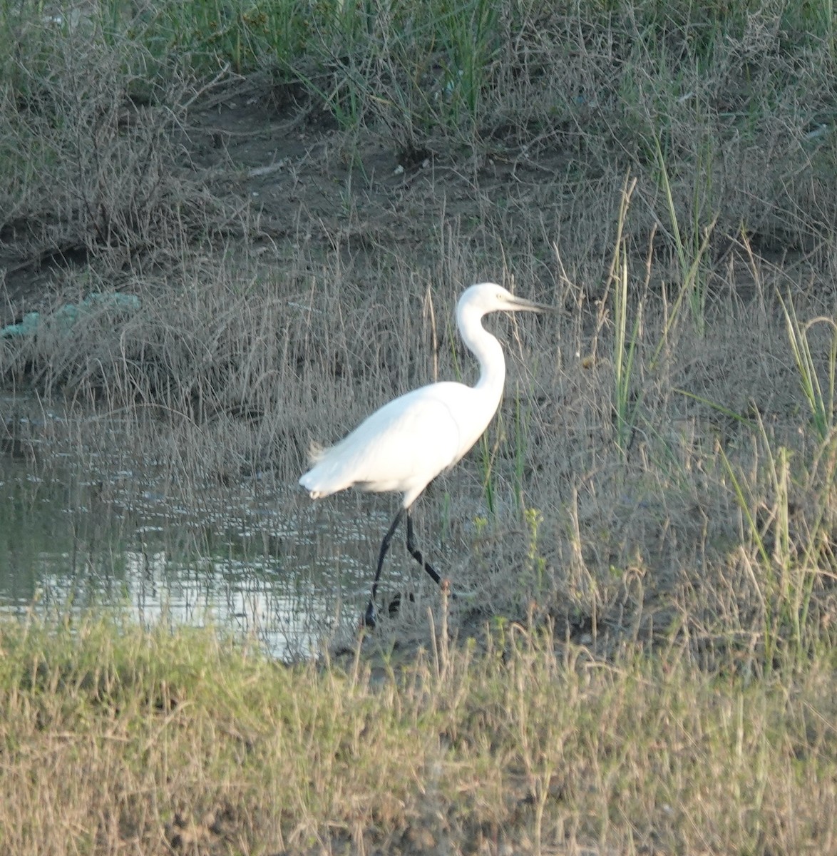 Little Egret - ML646837467