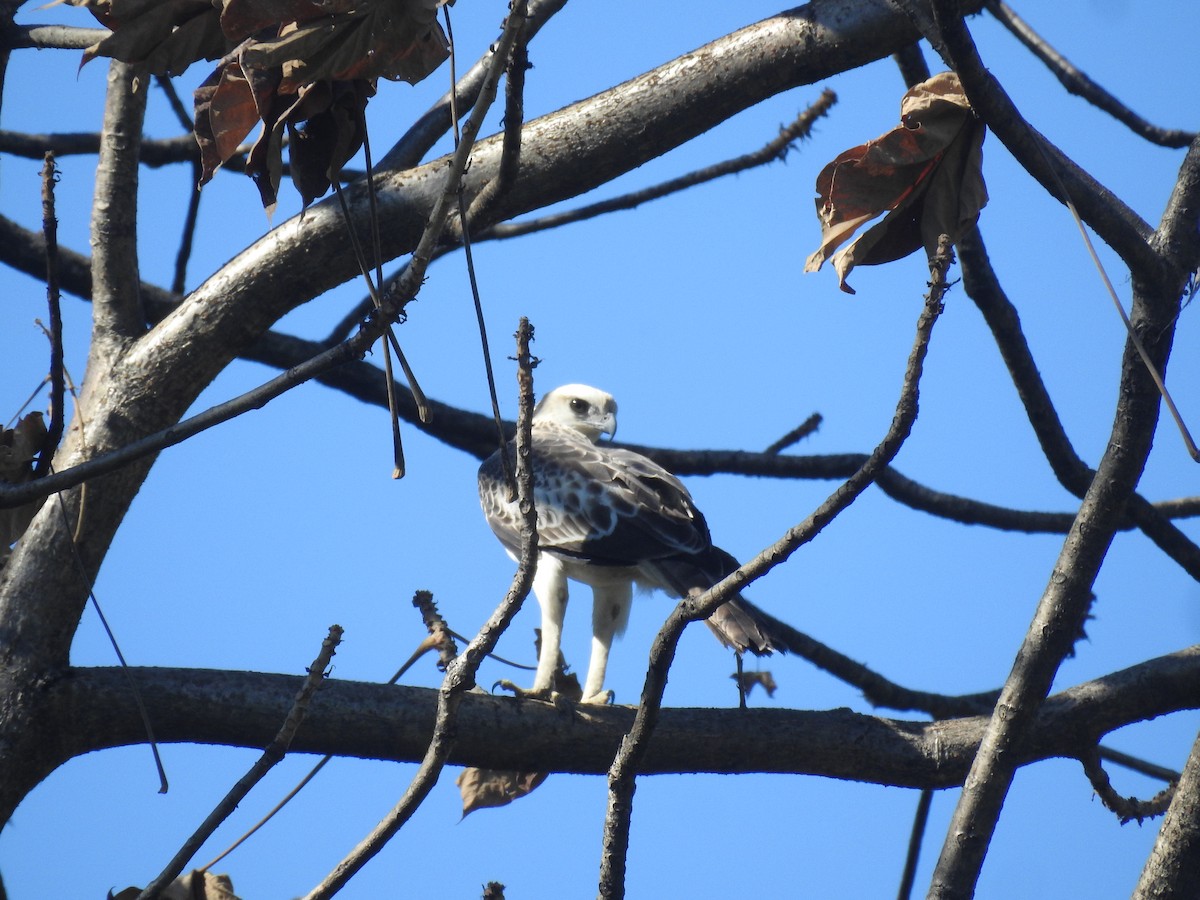 Changeable Hawk-Eagle - ML646837469
