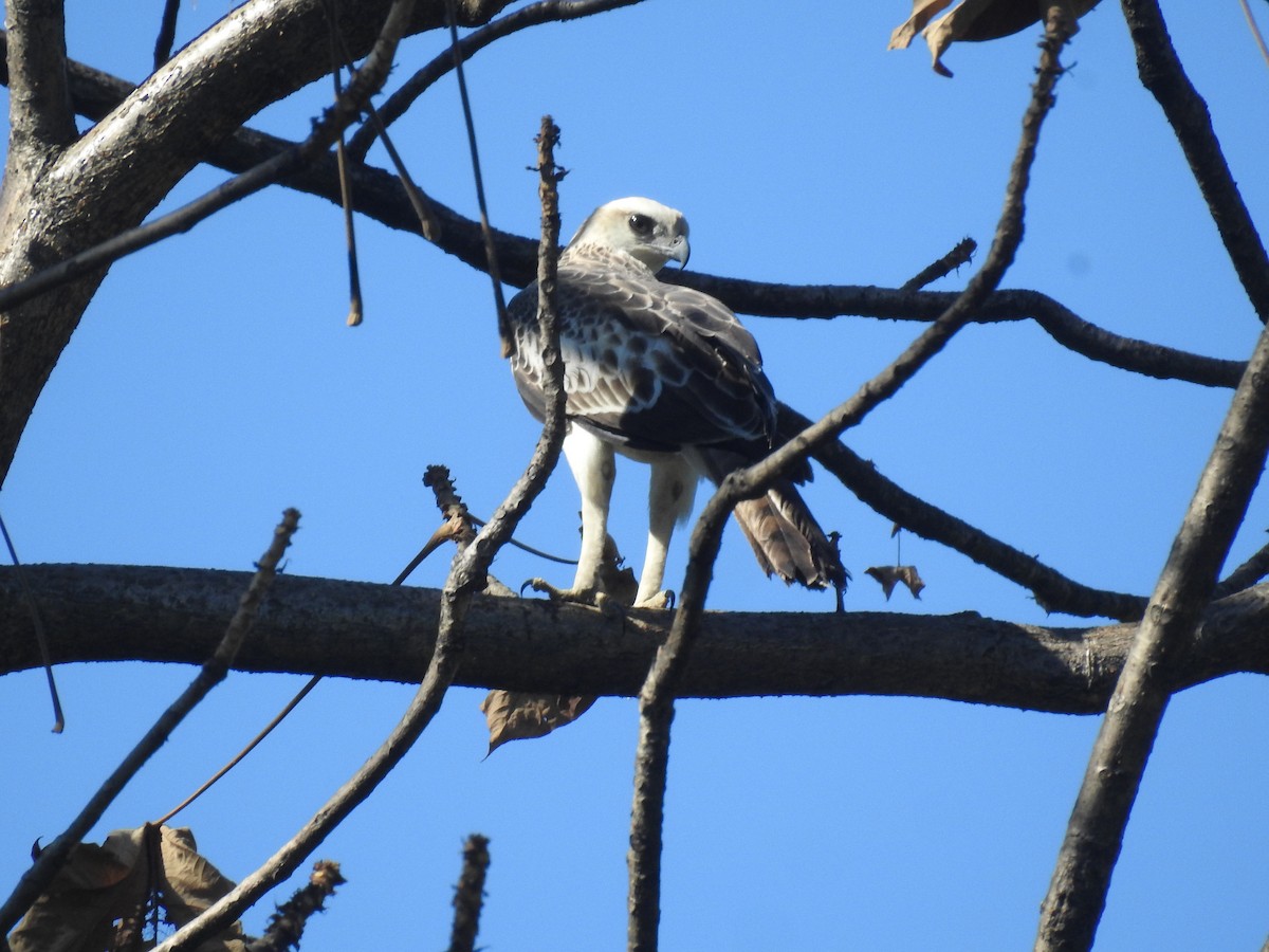 Changeable Hawk-Eagle - ML646837470