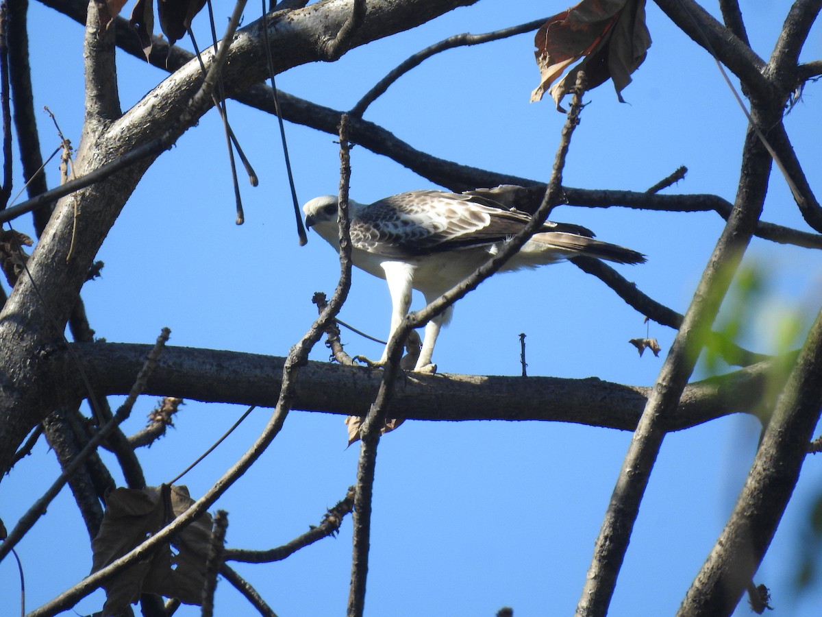 Changeable Hawk-Eagle - ML646837471