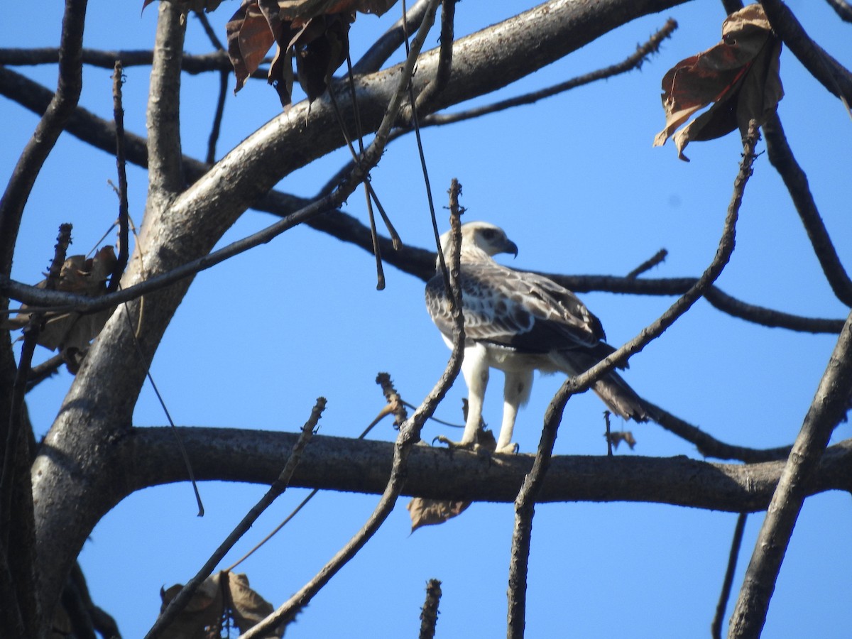 Changeable Hawk-Eagle - ML646837472