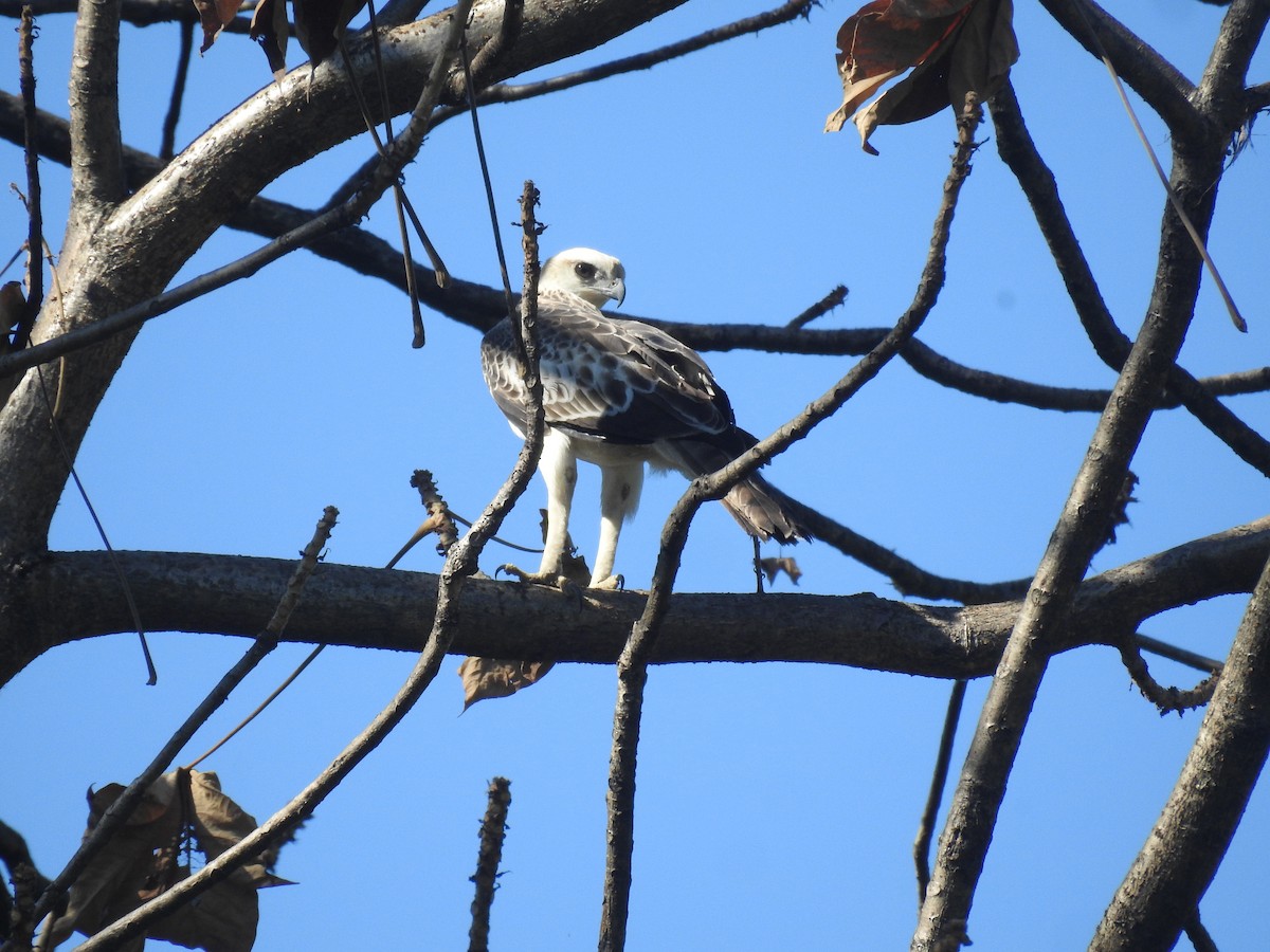 Changeable Hawk-Eagle - ML646837473